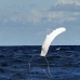 whale_humpback_v_00985_dom3159.jpg